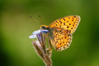 Niyobe (Fabriciana niobe)