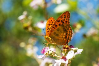 Cengaver (Argynnis paphia)
