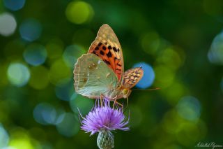 Bahadr (Argynnis pandora)