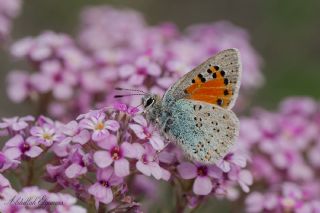 Akbes Gelincii (Tomares nesimachus)