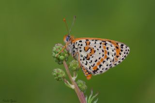 Benekli parhan (Melitaea didyma)