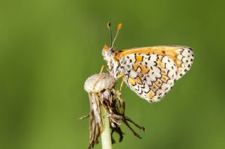 parhan (Melitaea cinxia)