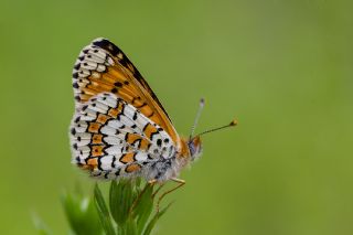 parhan (Melitaea cinxia)