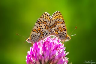 parhan (Melitaea cinxia)