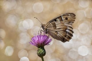 Cad (Chazara briseis)
