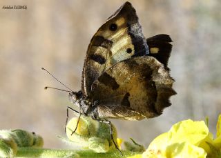 Cad (Chazara briseis)