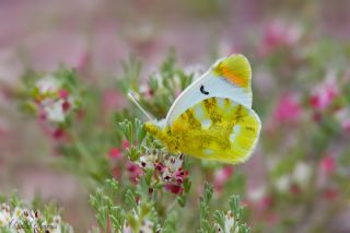 Zegris&nbsp;(Zegris&nbsp;eupheme)