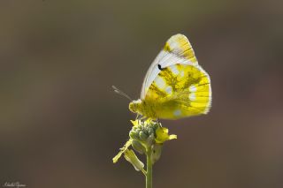 Zegris (Zegris eupheme)