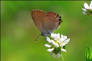 Byk Sevbeni (Satyrium ilicis)