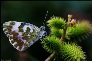 Yeni Beneklimelek (Pontia edusa)
