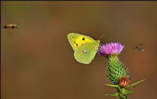 Sar Azamet (Colias croceus)