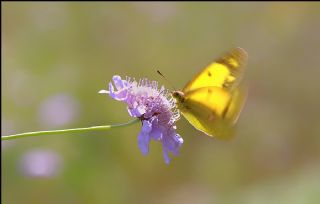 Sar Azamet (Colias croceus)