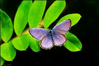 Fransz Everesi (Cupido alcetas)