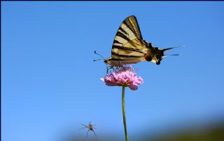 Erik Krlangkuyruk (Iphiclides podalirius)