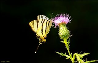 Erik Krlangkuyruk (Iphiclides podalirius)