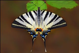 Erik Krlangkuyruk (Iphiclides podalirius)