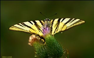 Erik Krlangkuyruk (Iphiclides podalirius)