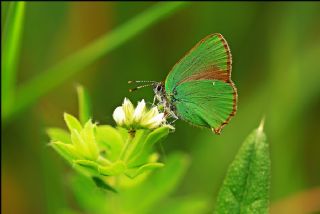 Zmrt (Callophrys rubi)