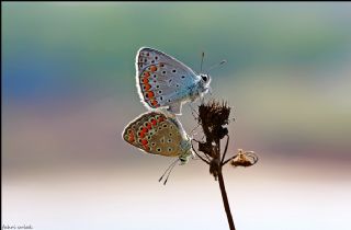 okgzl Meneke Mavisi (Polyommatus thersites)