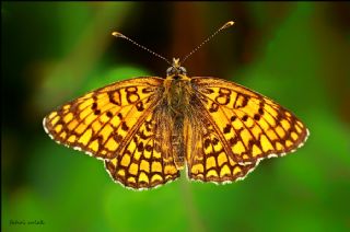 Benekli Byk parhan (Melitaea phoebe)