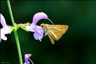 Orman Zpzp (Ochlodes sylvanus)