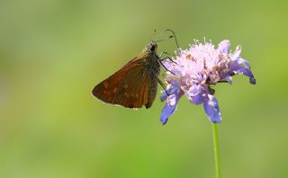 Orman Zpzp (Ochlodes sylvanus)