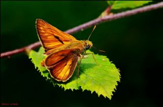 Orman Zpzp (Ochlodes sylvanus)