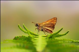 Orman Zpzp (Ochlodes sylvanus)