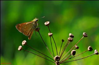 Orman Zpzp (Ochlodes sylvanus)