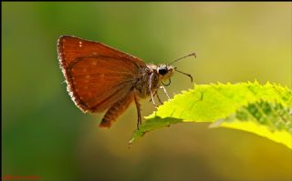 Pasl Zpzp (Erynnis tages)