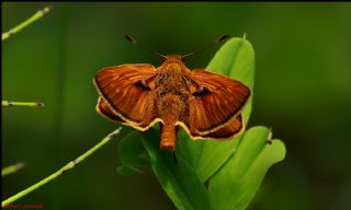 Orman Zpzp (Ochlodes sylvanus)