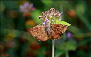 Pasl Zpzp (Erynnis tages)