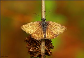 Pasl Zpzp (Erynnis tages)