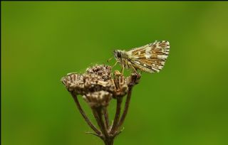 Ebegmeci Zpzp (Pyrgus malvae)