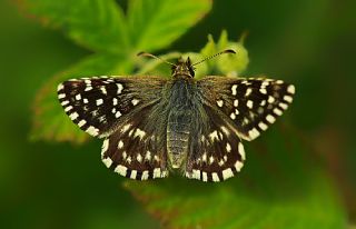 Ebegmeci Zpzp (Pyrgus malvae)