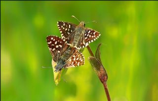 Ebegmeci Zpzp (Pyrgus malvae)
