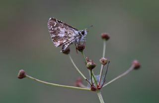 Ebegmeci Zpzp (Pyrgus malvae)