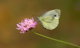 Yalanc Beyazmelek (Pieris pseudorapae)