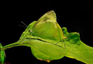 Yalanc Beyazmelek (Pieris pseudorapae)