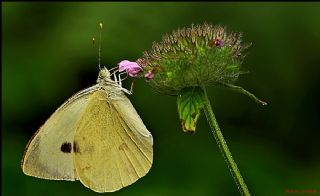 Byk Beyazmelek  (Pieris brassicae)