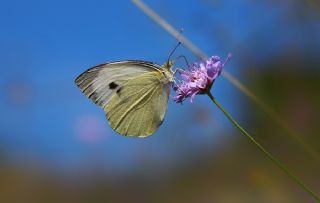 Yalanc Beyazmelek (Pieris pseudorapae)