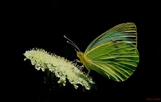 Byk Beyazmelek  (Pieris brassicae)