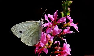 Yalanc Beyazmelek (Pieris pseudorapae)