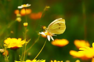 Yalanc Beyazmelek (Pieris pseudorapae)