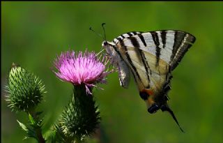 Erik Krlangkuyruk (Iphiclides podalirius)