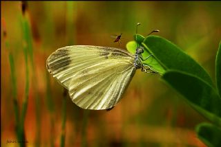 Narin Orman Beyaz (Leptidea sinapis)