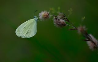 Narin Orman Beyaz (Leptidea sinapis)