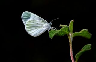 Narin Orman Beyaz (Leptidea sinapis)