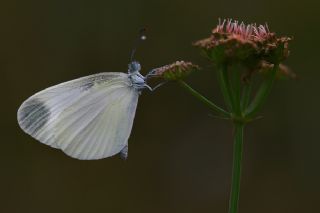 Narin Orman Beyaz (Leptidea sinapis)