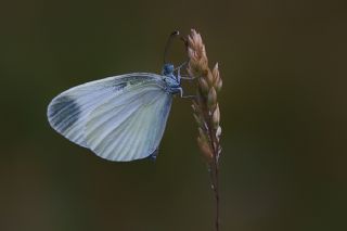 Narin Orman Beyaz (Leptidea sinapis)